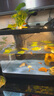 闊庭（KUOTING）魚缸水族箱生態(tài)桌面魚缸新款懶人魚缸生態(tài)造景過濾制氧一體機黑色 曬單實拍圖