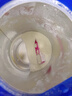 愛他美（Aptamil）德國白金版HMO 較大嬰兒配方奶粉2段(6個(gè)月以上) 800g 德愛白金 曬單實(shí)拍圖