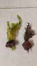 瘋狂水草水草植物直接入魚(yú)缸裝飾火山石紅松尾紅絲青葉血心蘭源頭直發(fā)包郵 曬單實(shí)拍圖