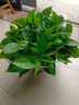 雙盟綠蘿盆栽除甲醛花卉綠植辦公室新房?jì)艋諝?120款10盆源頭直發(fā) 曬單實(shí)拍圖