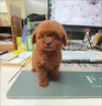 泰迪幼犬純種小型犬活體寵物狗小泰迪狗 血統(tǒng)級 雙血統(tǒng)帶證書 公 曬單實(shí)拍圖