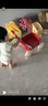 kidpop寶寶學(xué)步車(chē)可調速嬰兒多功能手推車(chē)防側翻助步車(chē)周歲禮物 活力紅 曬單實(shí)拍圖