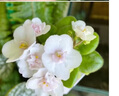 自然堂（CHANDO）虞書(shū)欣同款 肌源修護小紫瓶精華液第六代10ml  曬單實(shí)拍圖
