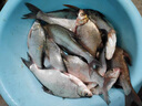 川澤一體成型夜光漂咬鉤變色高靈敏鯽魚漂醒目浮漂鰱鳙大物電子夜釣漂 升級款PL5-3(主攻鯽鯉)吃鉛2.5g 咬鉤變色款 曬單實拍圖