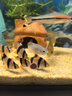 百因美百因美魚(yú)飼料小型魚(yú)魚(yú)糧金魚(yú)孔雀魚(yú)斗魚(yú)熱帶魚(yú)觀(guān)賞魚(yú)紅蟲(chóng)貼片魚(yú)食 曬單實(shí)拍圖