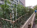 冬青樹(shù)苗法國北海道黃楊直立籬笆墻庭院圍墻植物四季常青耐寒綠籬 冬青30-40厘米高50棵 帶土發(fā)貨 81cm(含)-110cm(含) 曬單實(shí)拍圖