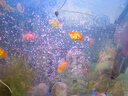 YEE水族增氧氣泵氣泡石氣條魚(yú)缸氣泡條氣泡石造景氣簾裝飾納米氣盤(pán)石 73cm長(cháng)氣泡條+管件 曬單實(shí)拍圖