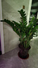 臨雅金錢(qián)樹(shù)盆栽客廳辦公室內大型好養綠植物喬遷開(kāi)業(yè)1.2m含盆源頭直發(fā) 曬單實(shí)拍圖