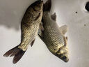 民間藝人DS高靈敏日夜兩用夜光漂鯽魚(yú)鯉魚(yú)醒目電子漂黑坑魚(yú)漂一體納米浮漂 DS5【自重1.75克/吃鉛2.5克】 曬單實(shí)拍圖