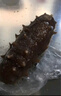參王朝大連即食海參 1斤 7-10只 固形物85% 冷凍遼刺參中秋海鮮簡(jiǎn)裝 曬單實(shí)拍圖