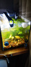 AMTRA TECHNIK德國安彩壁掛過(guò)濾器ex650魚(yú)缸過(guò)濾器烏龜低水位凈水靜音 EX650 新版除油膜器【內含濾材】 曬單實(shí)拍圖