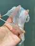 韓國荷諾膠原三文魚(yú)+牛奶外泌體+六勝肽抗皺緊致透亮滋潤補水面膜 4支裝(韓國原裝)劃算 曬單實(shí)拍圖
