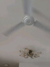 美的（Midea）吊扇工業(yè)電風(fēng)扇48/56吋家用客廳電風(fēng)扇輕音鐵葉大風(fēng)力宿舍工廠(chǎng)樓頂扇吸頂風(fēng)扇 FC140-BA（56寸/1.4米） 曬單實(shí)拍圖