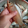 查干湖三去鯽魚 生鮮淡水魚天然生長捕撈 去鱗去鰓去內(nèi)臟凈膛新鮮冷凍 三去鯽魚1斤（3-6條） 曬單實拍圖