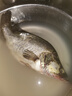 微山湖野生桂魚(yú)鮮活生態(tài)鱖魚(yú)現殺凈膛桂花魚(yú)漁民捕撈 2.5斤/條(宰殺后15%左右損耗) 曬單實(shí)拍圖