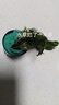 云峰海瑞水草活體懶人草魚(yú)缸造景活體水草套餐魚(yú)缸水草有莖類(lèi)中后景真水草 【實(shí)惠】-綠菊（5只一組） 曬單實(shí)拍圖