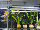 YEE超白魚(yú)缸桌面客廳生態(tài)斗金魚(yú)烏龜缸造景小型水草養魚(yú)玻璃裸缸40cm 曬單實(shí)拍圖