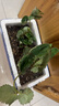 戀品惠草莓苗原土發(fā)貨開(kāi)花大果四季奶油草莓苗批發(fā)草莓苗當年結果穴盤(pán)苗 5棵奶油草莓【原土發(fā)貨】+肥料 曬單實(shí)拍圖