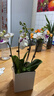 愛(ài)優(yōu)尚蝴蝶蘭帶花苞盆栽秋冬蘭花苗年宵花四季花卉植物白白室內源頭直發(fā) 曬單實(shí)拍圖