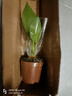 特價(jià)大葉金鉆綠公主盆栽植物除甲醛綠植辦公室四季常青室內(nèi)擺放花 【1盆】金鉆+基地原盆 含盆高度15-20厘米 曬單實(shí)拍圖