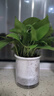 特價(jià)綠蘿盆栽室內客廳辦公室吸甲醛凈化空氣水培植物綠植花卉好養 【1盆】綠蘿+早安吸水盆 整體含盆高度20-25cm 曬單實(shí)拍圖