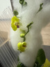 【蝴蝶蘭盆栽帶盆】帶花帶花苞室內(nèi)花卉高端綠植年貨喜慶植物花卉 黃色系3劍蝴蝶蘭【品種隨機(jī)】北歐盆 曬單實(shí)拍圖