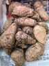 牛奶芋頭小芋頭軟糯香甜毛芋頭蔬菜香芋芋艿現(xiàn)挖新鮮蔬菜 牛奶小芋頭 凈重 1斤裝 曬單實(shí)拍圖