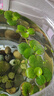 圓心萍水草浮萍植物花卉魚(yú)缸水培水生銅錢(qián)草睡蓮水芙蓉肚兜萍綠植 圓心萍12株 曬單實(shí)拍圖