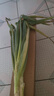 農家自種精品山東大蔥特級新鮮鐵桿長(cháng)白蔥農家毛蔥香蔥現挖便宜 山東大蔥（帶老皮）帶箱 1斤 曬單實(shí)拍圖