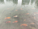 巴拉巴拉童裝兒童長(cháng)袖套裝寶寶入園兩件套男童女童秋裝2025萌209325104203 曬單實(shí)拍圖