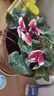 意軒大苗仙客來(lái)盆栽室內(nèi)花卉 兔子花 花苗兔耳花蘿卜海棠帶盆帶花帶土 仙客來(lái)粉黛 曬單實(shí)拍圖