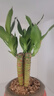 幼薇富貴竹室內(nèi)植物節(jié)節(jié)高桌面綠植帶根好養(yǎng)步步高花卉文昌竹客廳盆栽 富貴竹叢林+橘黃南瓜陶瓷盆+圓形底盤 帶盆栽好 曬單實(shí)拍圖