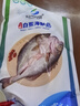 仙泉湖三去白蕉海鱸魚(yú)1斤/條凈膛冷凍刺少肉厚珠海特產(chǎn)500g生鮮中秋食材 曬單實(shí)拍圖
