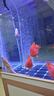 海甲衛（HAKAWIN）魚(yú)缸氧氣泵超靜音氧氣泵魚(yú)缸小型家用增氧泵大氣量 AT-772 曬單實(shí)拍圖