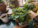 耐寒凌霄花苗爬藤植物四季開(kāi)花卉大苗綠植盆栽庭院陽(yáng)臺炮仗花紫藤 橙色凌霄花苗15-20厘米1棵（不含盆） 曬單實(shí)拍圖