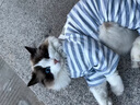 寵城貓咪衣服秋季四腳家居睡衣防掉毛加菲貓藍貓小型犬家居服狗狗服飾 灰色條紋四腳衣 S【建議3-5斤，具體參考胸圍背長(cháng)】 曬單實(shí)拍圖