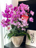 Only you【兩小時達】蝴蝶蘭帶花苞花劍花盆真花蘭花盆栽開業(yè)喬遷佛堂供花 6株紫色（瓷盆隨機） 曬單實拍圖