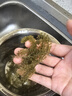 美玏 海葡萄即食兒童涼拌菜魚子醬鹽漬海藻菜火鍋食材200克+7種蘸料 曬單實(shí)拍圖
