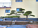 造型松樹黑松油松庭院松園林景觀松四季常青 1-3米造型松 具體規(guī)格造型咨詢客服 曬單實拍圖