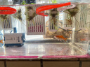 森森（SUNSUN）耀藍(lán)魚缸水泵小型潛水泵過濾泵抽水泵YQP-300 3W 曬單實拍圖