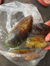 海鮮世家 新西蘭熟凍原汁全殼青口貝凈含量1kg 21-26只/袋 原裝進(jìn)口 海鮮 曬單實(shí)拍圖