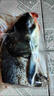 亞又婧 千島湖大魚(yú)頭新鮮大魚(yú)頭胖頭魚(yú)鳙魚(yú)花鰱大頭魚(yú)包頭魚(yú)鮮活 千島湖魚(yú)頭8斤 曬單實(shí)拍圖