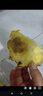 譯優(yōu)農海南金鉆鳳梨新鮮水果 現摘樹(shù)上熟菠蘿大果手撕無(wú)眼爆甜多汁當季 9斤順豐精選裝【4-6個(gè)】 曬單實(shí)拍圖