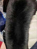 狐貍毛領(lǐng)單買(mǎi)100%正品真毛通用冬季保暖大衣皮衣方領(lǐng)毛領(lǐng)子單賣(mài) 黑色標準內弧53cm 適領(lǐng)圈48-56cm 曬單實(shí)拍圖