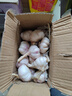 鶴來(lái)香山東金鄉(xiāng)大蒜頭紫皮新蒜蔬菜大祘農(nóng)家多瓣新鮮紅皮蒜當(dāng)季新大頭蒜 精品【干蒜中果】帶箱2斤 精品新大蒜 曬單實(shí)拍圖