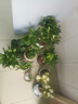 京云夢(mèng)發(fā)財樹(shù)小盆栽花卉辦公室綠植招財送禮單桿發(fā)財樹(shù)甜甜圈源頭直發(fā) 曬單實(shí)拍圖