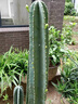 量天尺仙人棒仙人柱仙人掌無(wú)刺天輪柱室內盆栽植物抗 仙人柱70-80公分單顆高度 不含盆 曬單實(shí)拍圖