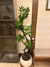 植男植女鴨腳木客廳盆栽八方來(lái)財室內落地大型綠植DIY造型源頭直發(fā) 曬單實(shí)拍圖