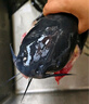 鮮活沖浪河鱸魚(yú)400-500g/條 曬單實(shí)拍圖