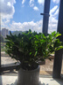 花翁梔子花帶花苞盆栽植物花卉【多分支大苗】梔子花+浪琴盆源頭直發(fā) 曬單實(shí)拍圖